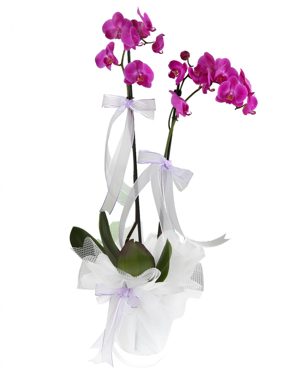 Süslü Çift Dallı Mor Orkide