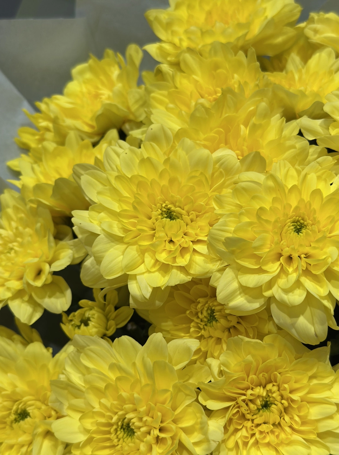 Krizantem Buketi - Yellow
