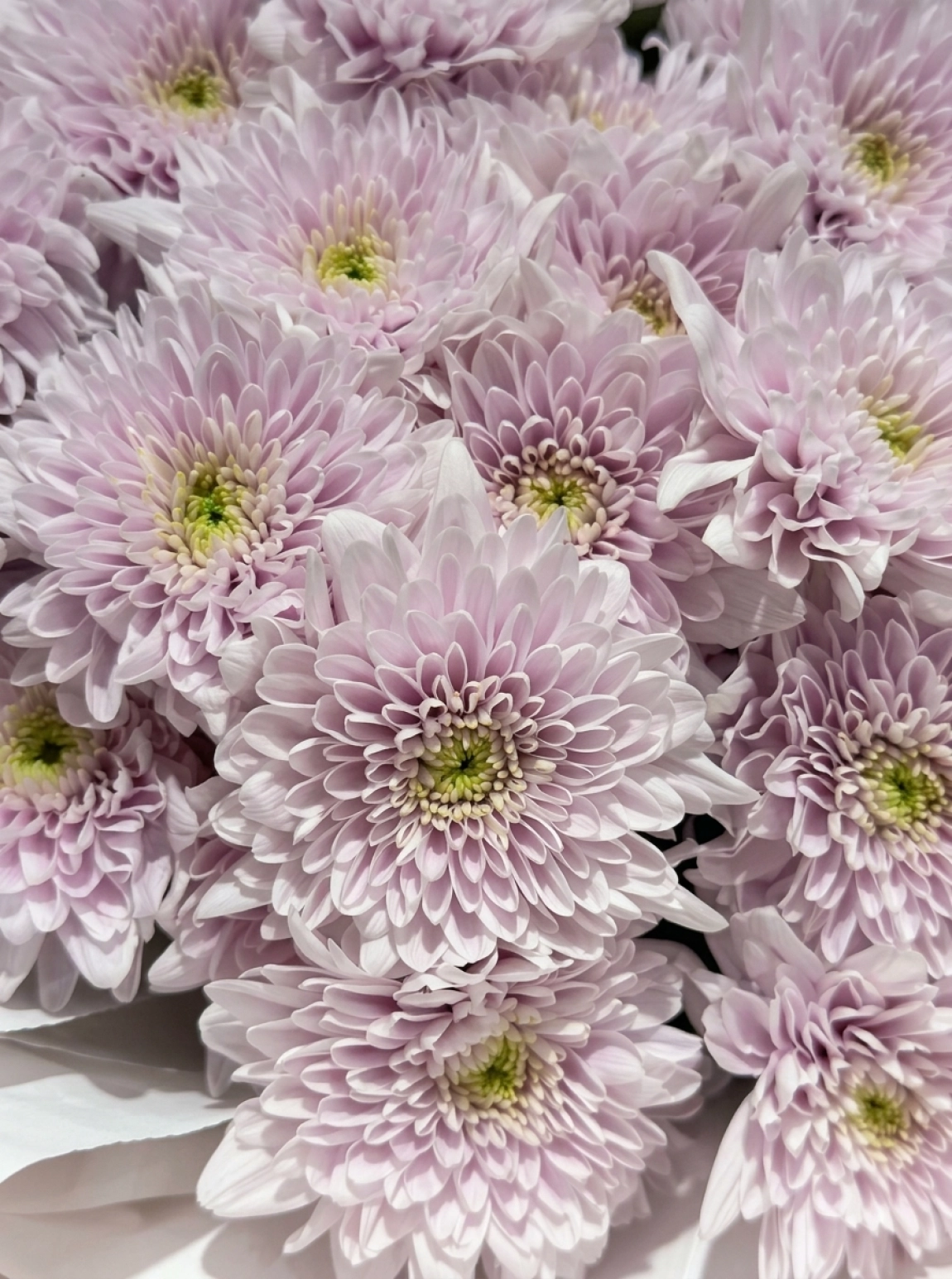 Krizantem Buketi - Light Purple