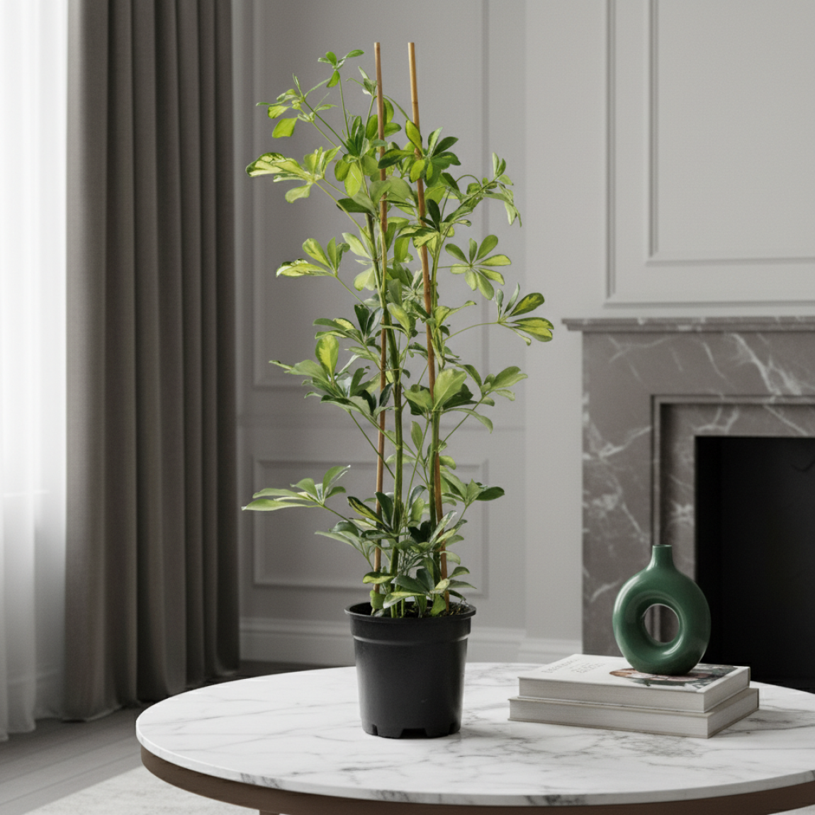 Şeflera (Schefflera) - 2 Gövdeli