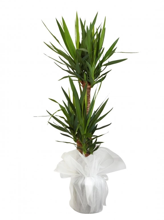 2'Li Yucca Çiçeği