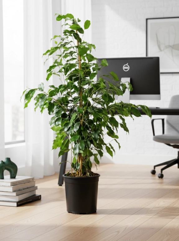 Benjamin (Ficus Benjamina Danielle)