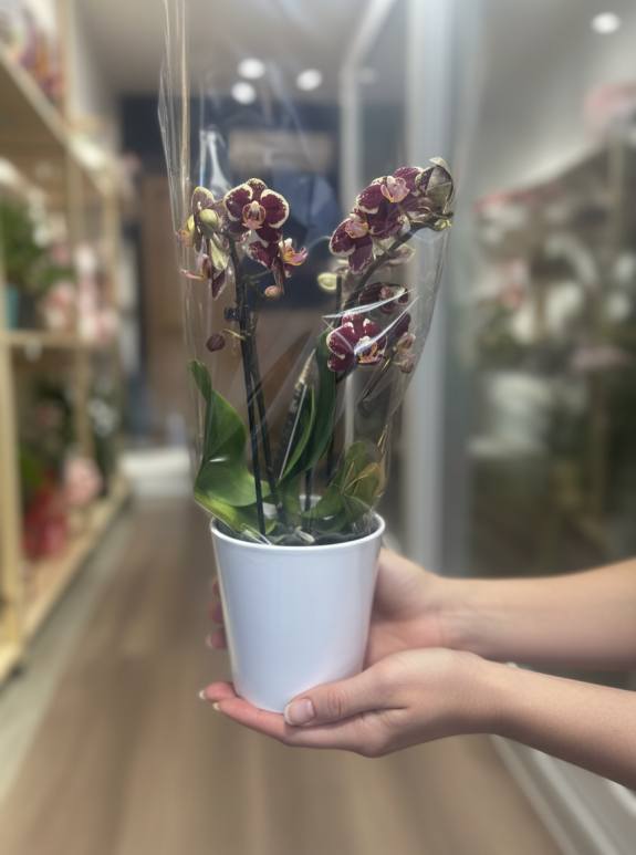 Çift Dal Beyaz - Mor Mini Orkide