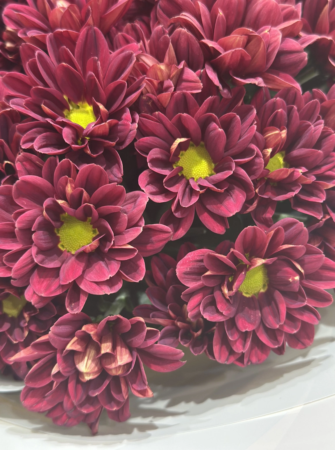 Papatya Buketi - Burgundy