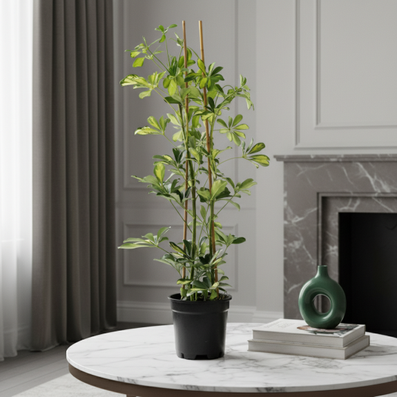 Şeflera (Schefflera) - 2 Gövdeli